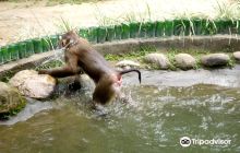 群猴乐园
