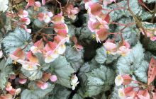 释迦山牟尼佛寺