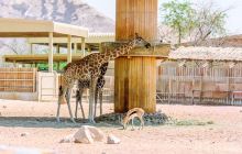 阿联酋公园动物园