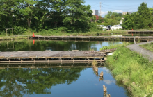 Hamano Japanese Crucian Carp C...