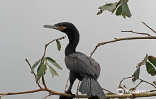 Cano Negro Wildlife Refuge