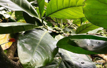 Kerala Spices  Herbal Garden ...