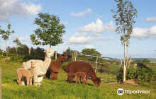 Waterfall Alpaca Farm