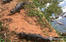 Parque Ecologico Ciudad Reptil...
