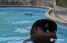 Shibukawa Marine Aquariums (Ta...