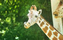 马来西亚国家动物园和水族馆