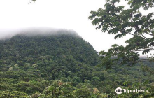 Los Arboles Cuadrados (The Squ...