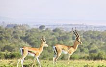 肯尼亚山动物孤儿院