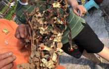 Penglai River Fish Watching Tr...