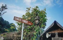 Penglipuran Bamboo Forest