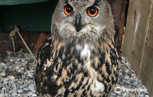 Mayfield Birds of Prey