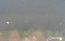 Devguradia Shiva Mandir