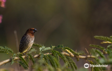 Jayamangali Black Buck Reserve