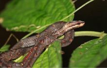 Rajah Sikatuna Protected Lands...