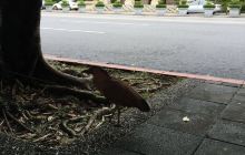 New Taipei City San Xia Yuanya...