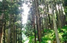 Akiyama Trout Fishing Grounds