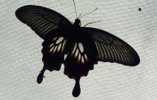 Til-Eulenspiegelbrunnen