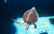 National Mexican Turtle Center