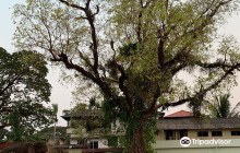 Mullakkal Rajeshwari Temple