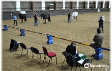 Festina Lente Equestrian Centr...