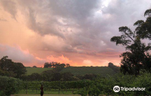 Morgan Vineyards