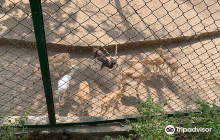 Pathan The Royal Family