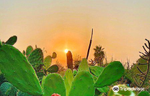 Sarkaria Cactus Garden