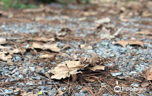 Rotula Canela: paixão natural