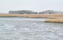 乙淑岛候鸟公园