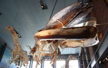 New Bedford Whaling National H...