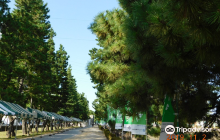 Soka Matsubara