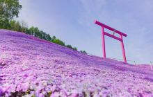 东藻琴芝樱公园