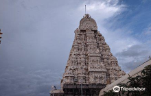 India Seashell Museum