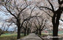 Sanehara Sakura Street