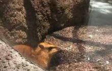 克利夫兰动物园