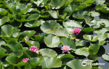Sashiogi Hikawa Shrine