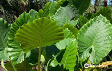 St. Luke Missionary Baptist Ch...