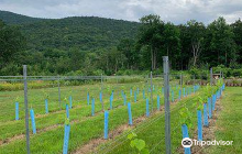 Seven Birches Winery