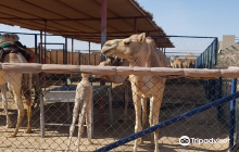 The Camel Farm