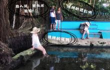 百年大榕树