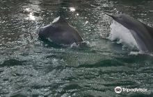 Dolphinarium