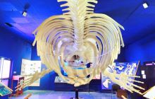 Natural History Museum