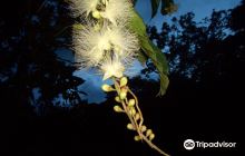 Sakishimasuonoki Gunraku