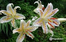 Cement Cement Tsukaana Tumulus...