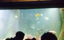 National Sea Life Centre