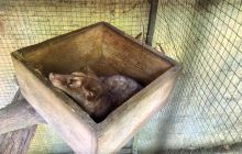 Luwak Civet咖啡农场