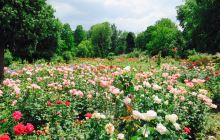 The Botanical Garden (Gradina ...