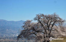 さくら温泉通り
