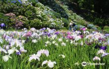 Japanese Iris Garden