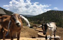 Fossil Creek Llama Ranch